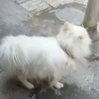 پامرانین نر دوساله وزن 1500