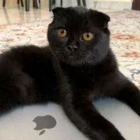 گربه اسکاتیش مشکی گمشده در الهیه