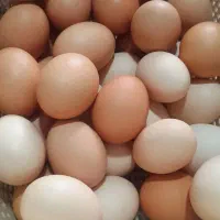 تخم مرغ محلی