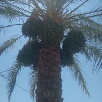 گرازوبستن