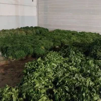 سبزی‌خوردن‌خورشی‌آشی‌و...۴۰،۰۰۰
