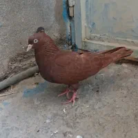 سرخ ماده