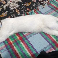 سلام گربه نربرای فروش