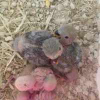 جوجه طوطی برزیلی سرلاکی