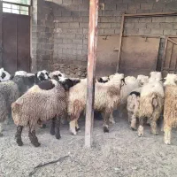 فروش بره