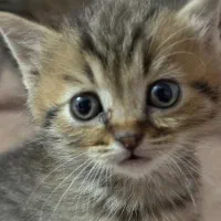 بچه|گربه|سورک, |دیوار