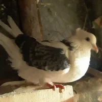 سلام دوستان یک ماده فروشی|پرنده|مشگین شهر, |دیوار