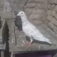چندتاکبوتر