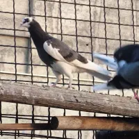 جوجه تیکه پاره|پرنده|تهران, تهرانپارس شرقی|دیوار