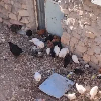 مرغ جوجه به دلیل کمبود جا میفروشم