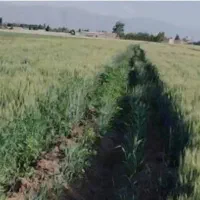 اجاره-زمین-کشاورزی-6-هکتار-لوله-و-چاه-کامل