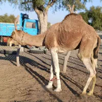 شترلوک۶سال جمازی راست