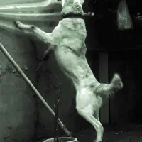 ۳عدد سگ آلابای گله ای دهن پاک