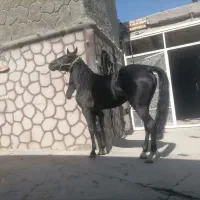 مادیان کرد. سیاه سه ساله شکم خالی.|اسب و تجهیزات اسبسواری|نجفآباد, طالقانی|دیوار