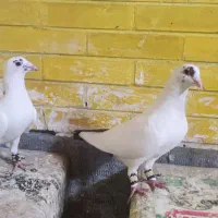کفتر دم زردودم سرخ