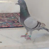 کبوتر مشکی دورگ|پرنده|اسفراین, |دیوار