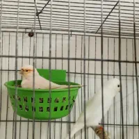 قناری.|پرنده|بندرعباس, |دیوار