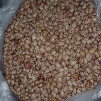 لوبیا چیتی