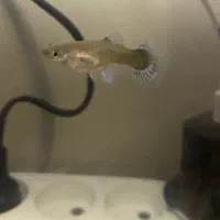 ماهی گپی ماده|ماهی|خسروشاه, |دیوار