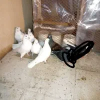 کبوتر ۶ تا یکجایی|پرنده|پاکدشت, پاکدشت (مامازند)|دیوار