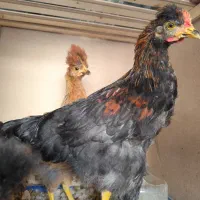 مرغ و خروس