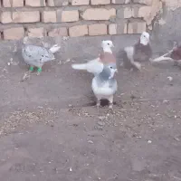 هفت عدد کفتر هوایی به ظمانت|پرنده|بردسکن, |دیوار