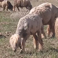 میش ابسن و زاییده بز