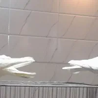 کفتر|پرنده|آذرشهر, |دیوار