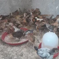 جوجه محلی