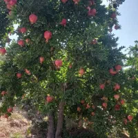 فروش باغ در مجتمع ویلایی پرنیان