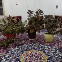 سه عدد گل حسن یوسف شعمدونی بفروش میرسد