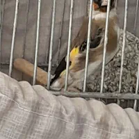 سهره|پرنده|تهران, میدان میوه و ترهبار مرکزی|دیوار