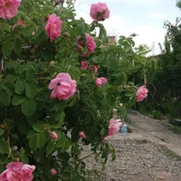 سوئیت و باغ (محدوده آرامگاه خیام و عطار )|اجارهٔ کوتاهمدت آپارتمان و سوئیت|نیشابور, عطار|دیوار