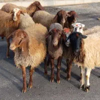 گوسفند کاور ماده درشت