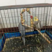 عروس هلندی|پرنده|قم, شهر قائم|دیوار