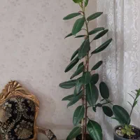گل فیلکوس بزگ شاداب|گل و گیاه طبیعی|مشهد, امیریه|دیوار