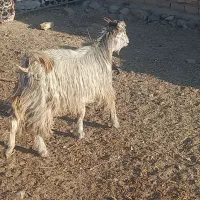 کهره سبک|حیوانات مزرعه|مرودشت, علیآباد|دیوار