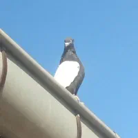 کبوتر|پرنده|عجب شیر, |دیوار