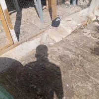 همه جور کفتری موجود هست کفتر پرشی و زینتی|پرنده|اصفهان, باتون|دیوار