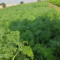 سبزیجات