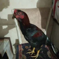 مرغ و خروس لاری|حیوانات مزرعه|ماهدشت, |دیوار