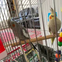 جفت عروس هلندی