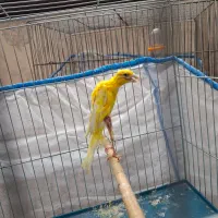 قناری جونه جیور