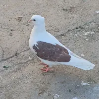 کبوتر|پرنده|چگنی, |دیوار