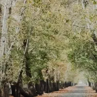 ۷۵۰متر زمین/درختان مثمر/2نبش/آقای. ویلا