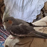 عروس هلندی ماده مولد