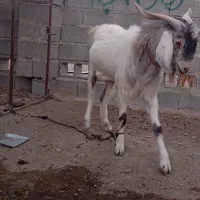 سه عدد گوسفند بربری