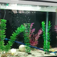 آکواریوم شرکتی دلسا مدل K500|ماهی|کرمانشاه, |دیوار