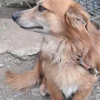 سگ اشپیتز