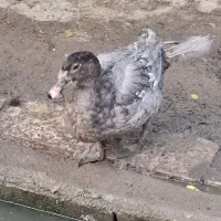 قو غاز نر لیندا و اردک طوسی|حیوانات مزرعه|آمل, |دیوار